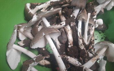 Jamur Trucuk atau Termitomyces Clypeatus Masih Tumbuh di Kawasan Blitar Indonesia