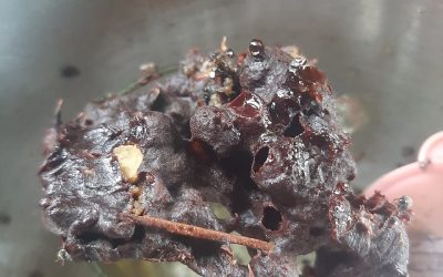 Madu Lebah Lanceng (Apis Trigona) Masih Dijumpai, Tapi Jarang Pembudidaya