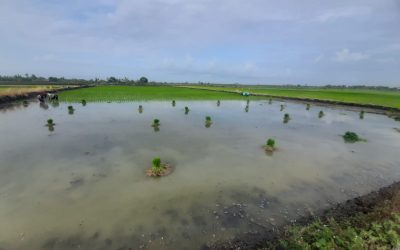 Analisis Umum dan Khusus dalam Penelitian Studi Kasus Tanam Padi Tradisional